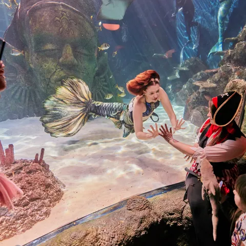 Mermaids At SEA LIFE MANCHESTER