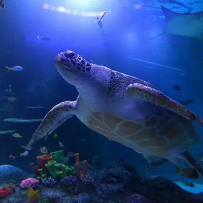 Ernie Turtle
