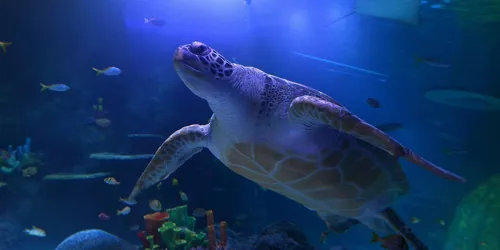 Ernie Turtle