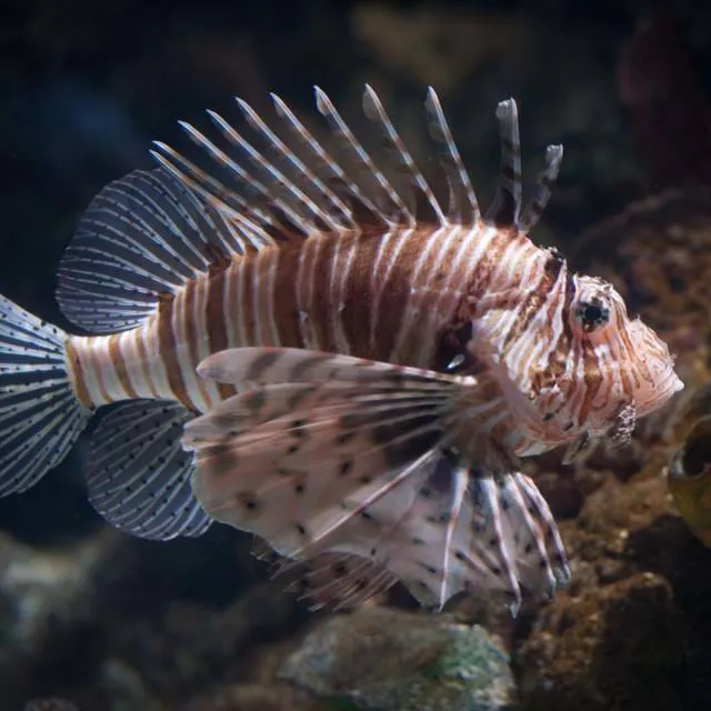 Lion Fish