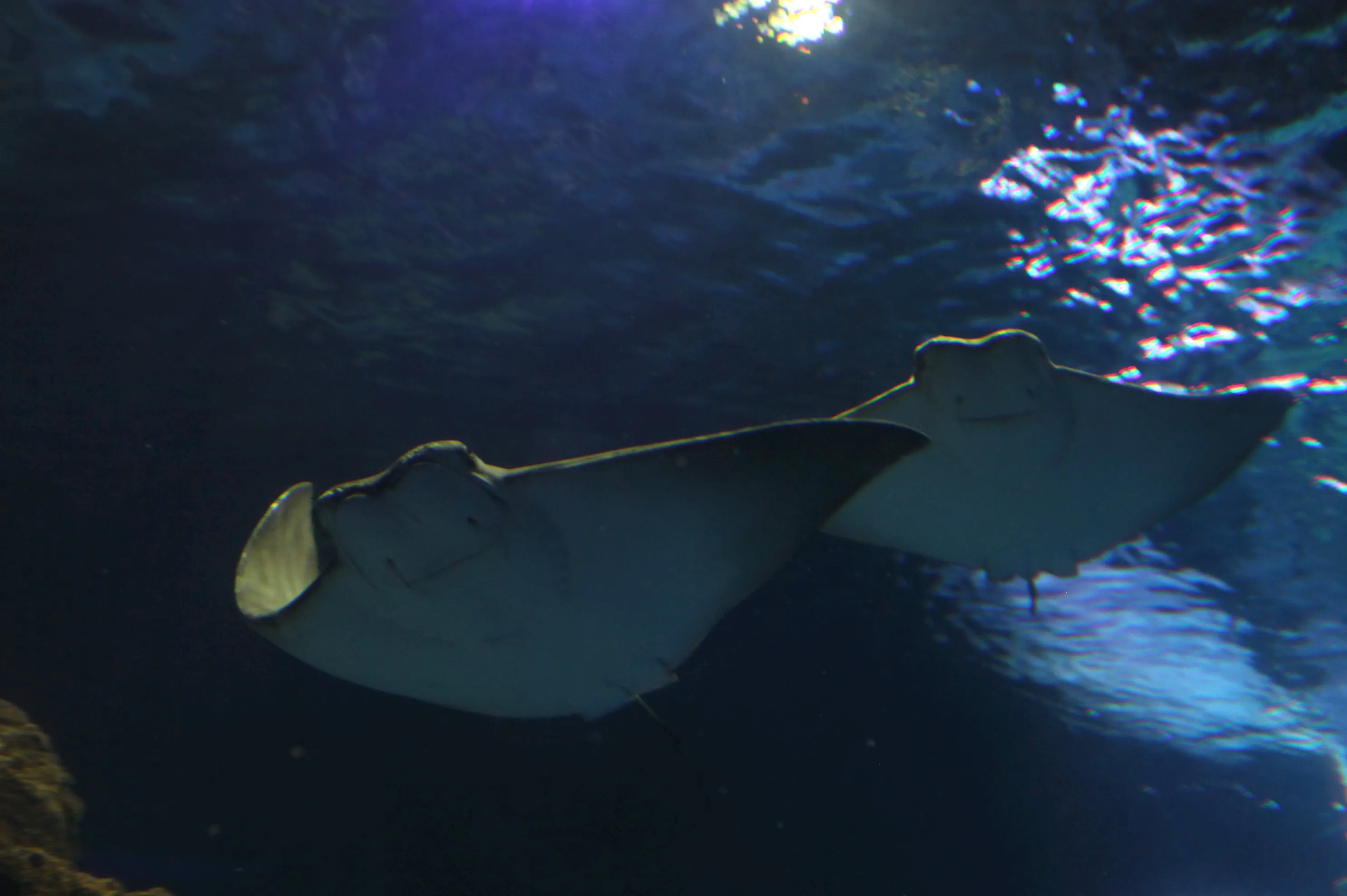 Cow Nose Rays at SEA LIFE Manchester