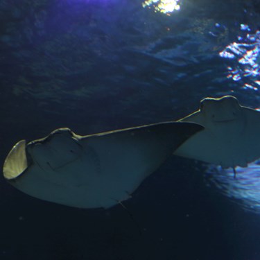 Cow Nose Rays at SEA LIFE Manchester