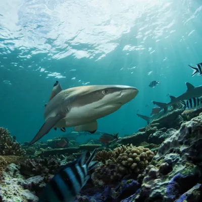 Black Tip Shark