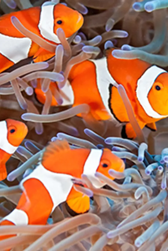 Visit SEA LIFE Manchester Aquarium Trafford Centre