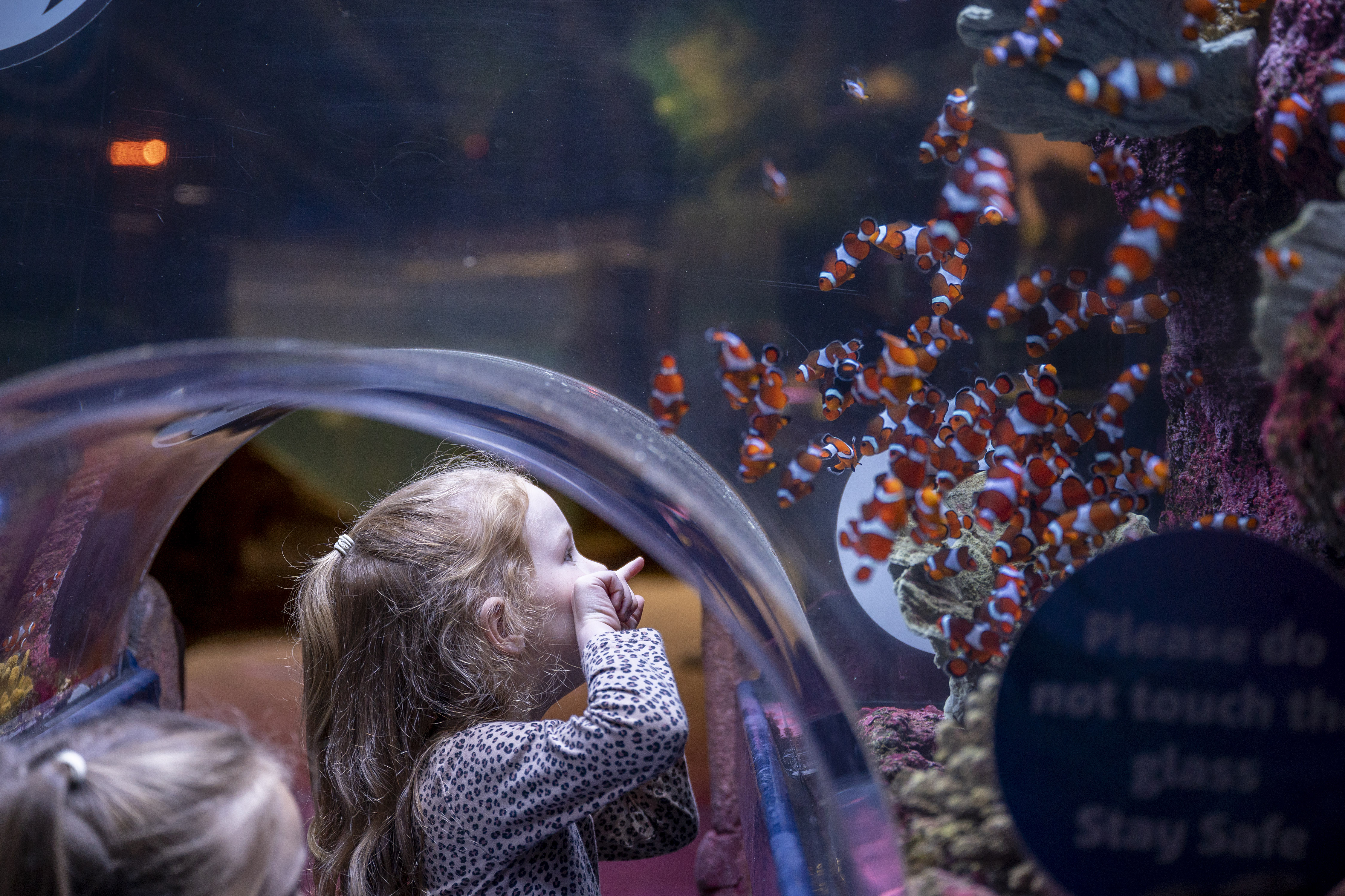 Toddler In Ocean Tank Clownfish