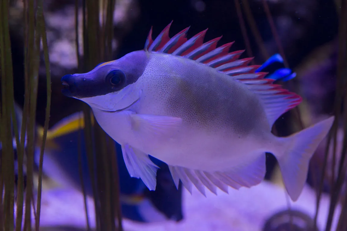 Rabbit Fish at SEA LIFE