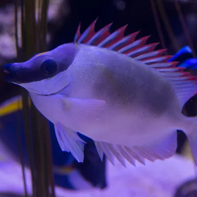 Rabbit Fish at SEA LIFE