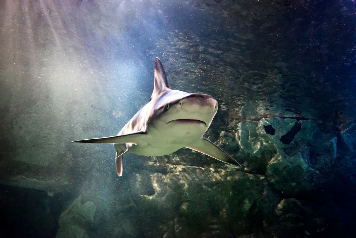 Black Tip Reef Sharks