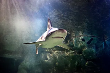 Black Tip Reef Sharks