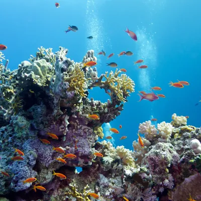 Coral Reefs 1920X1280 Website Header