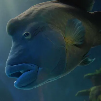 Napoleon Wrasse at SEA LIFE