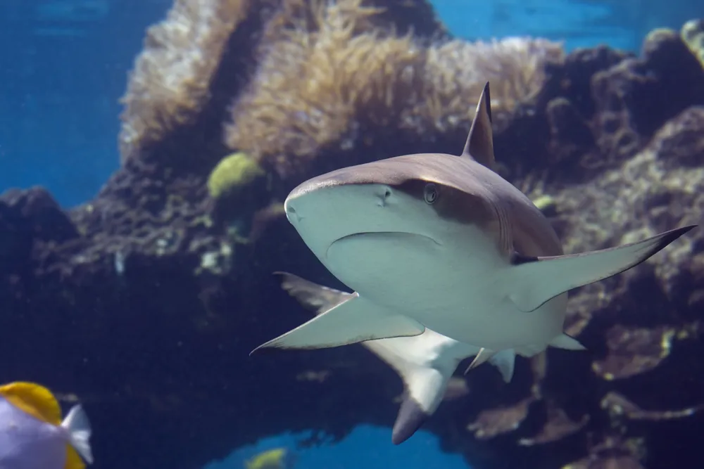 Blacktip Shark at SEA LIFE