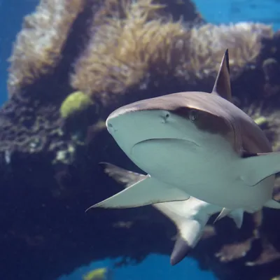 Blacktip Shark at SEA LIFE
