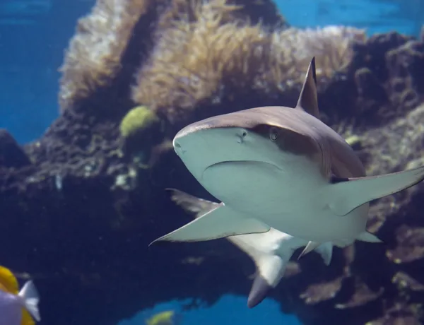 Blacktip Shark at SEA LIFE