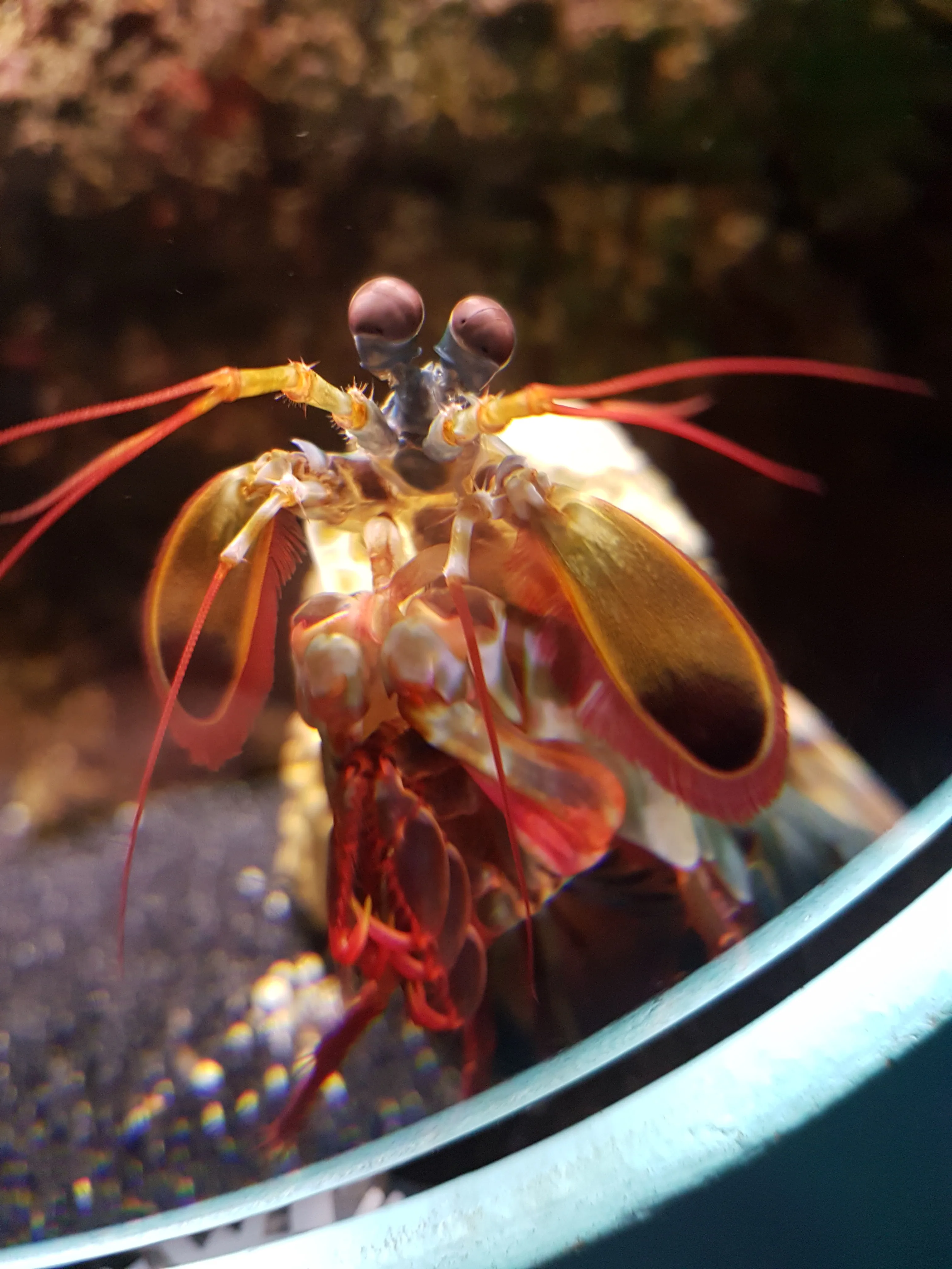 Peacock Mantis Shrimp