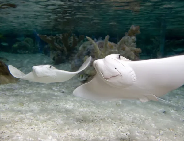 Cow Nosed Rays