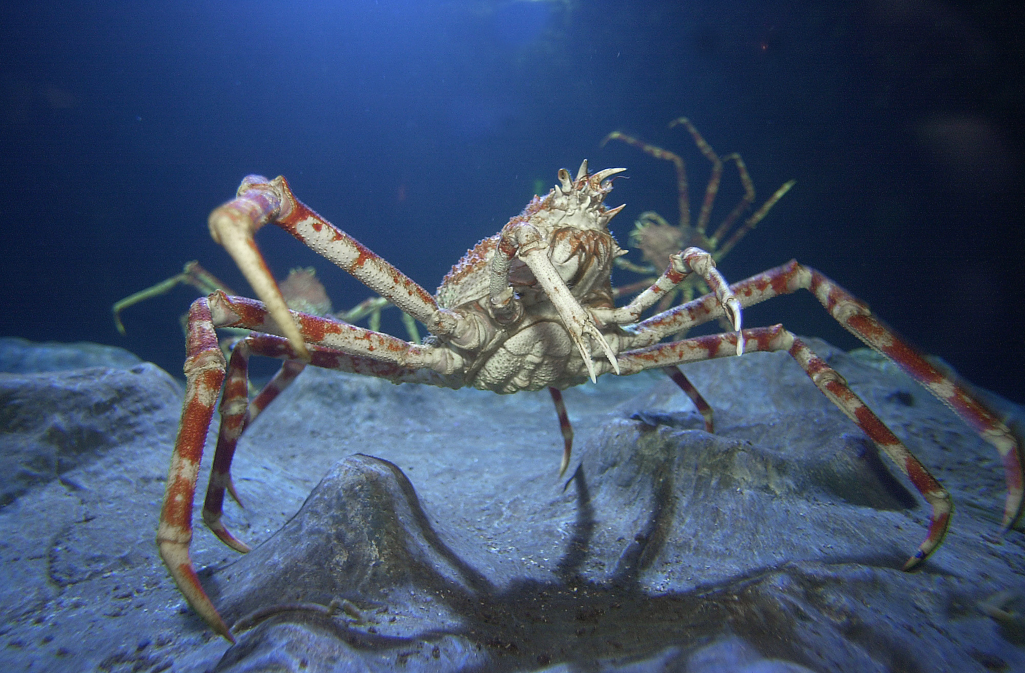 Japanese Spider Crab at SEA LIFE