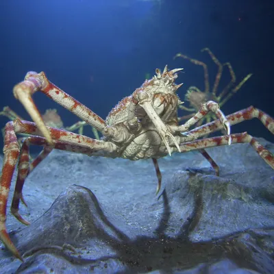 Japanese Spider Crab Sea Life Manchester Aquarium Japanese Spider Crab Sea Life Manchester Aquarium