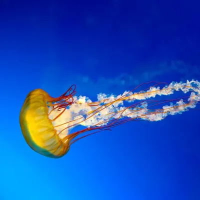 jellyfish