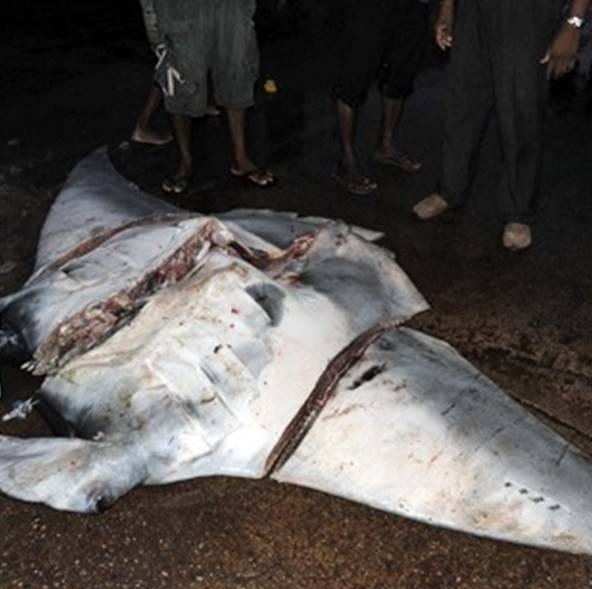 Oceanic Manta Ray Fished