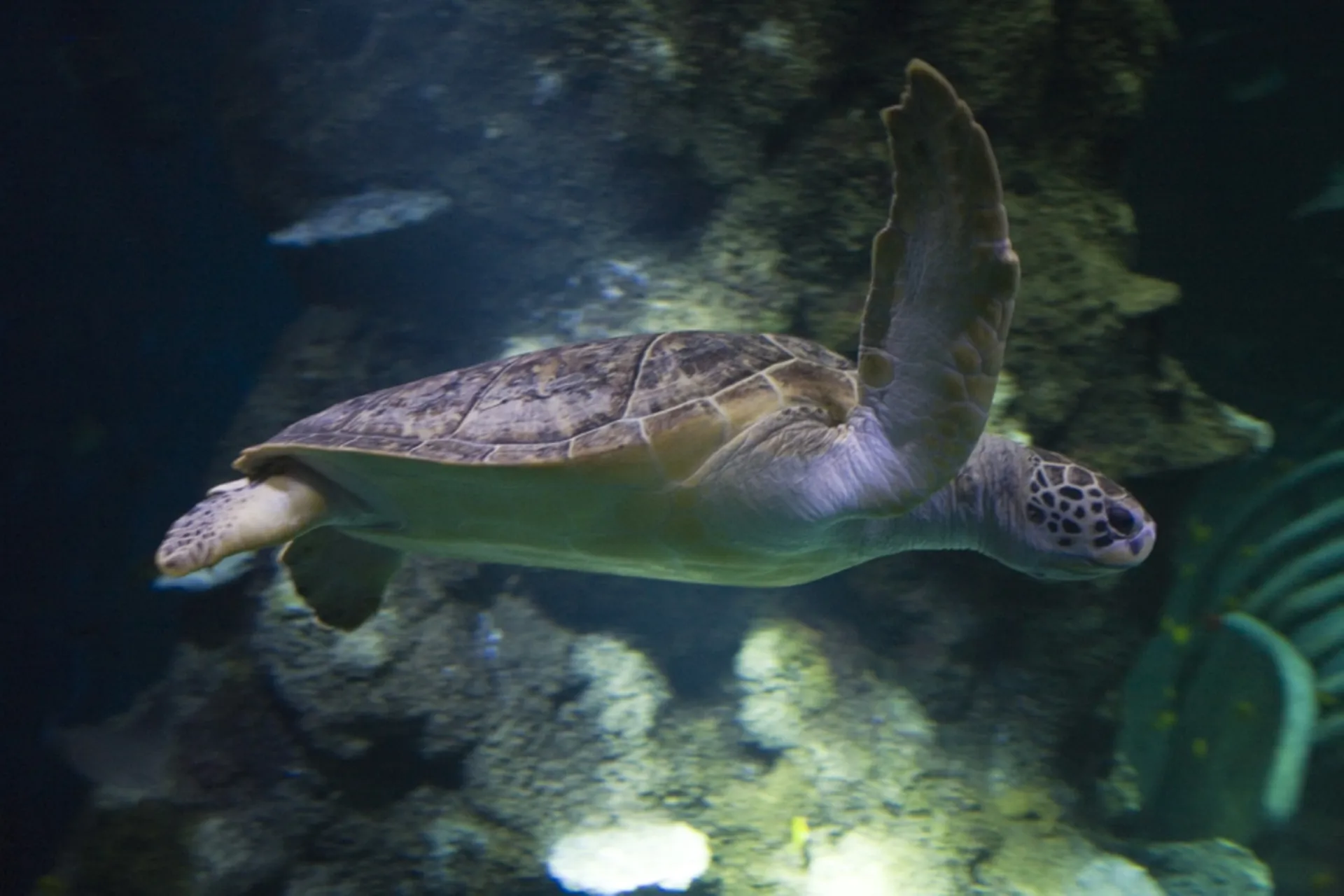 7 Species of sea turtles