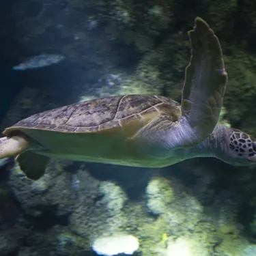 7 Species of sea turtles
