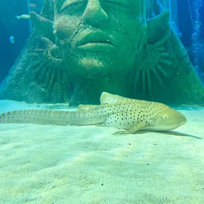 Meet Ziggy the Zebra Shark at SEA LIFE Manchester aquarium