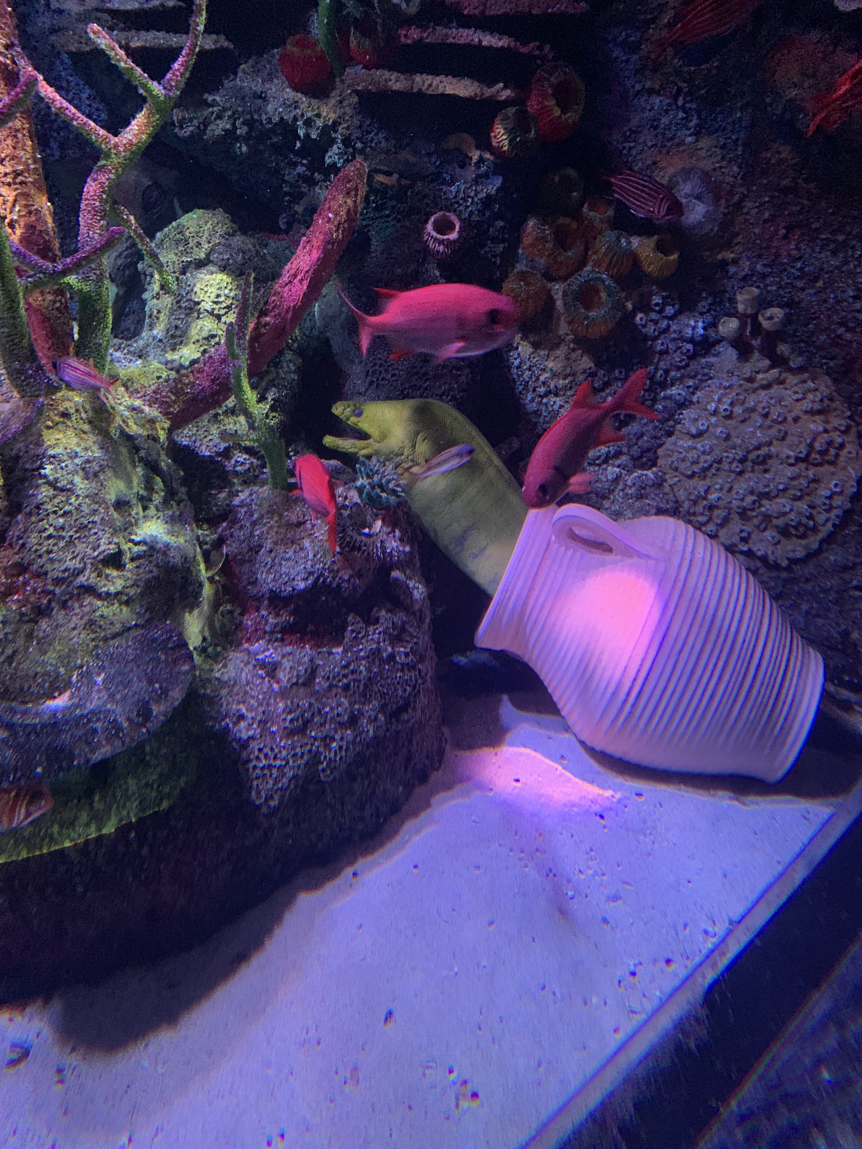 Green Moray Eel at SEA LIFE