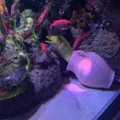 Green Moray Eel at SEA LIFE
