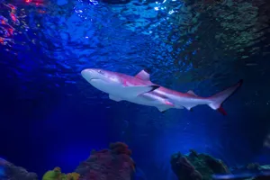 Shark