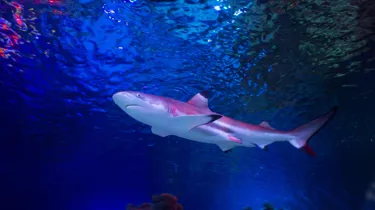 Shark