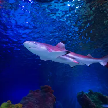Shark