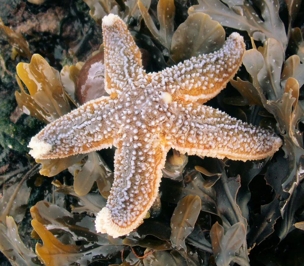Common Starfish
