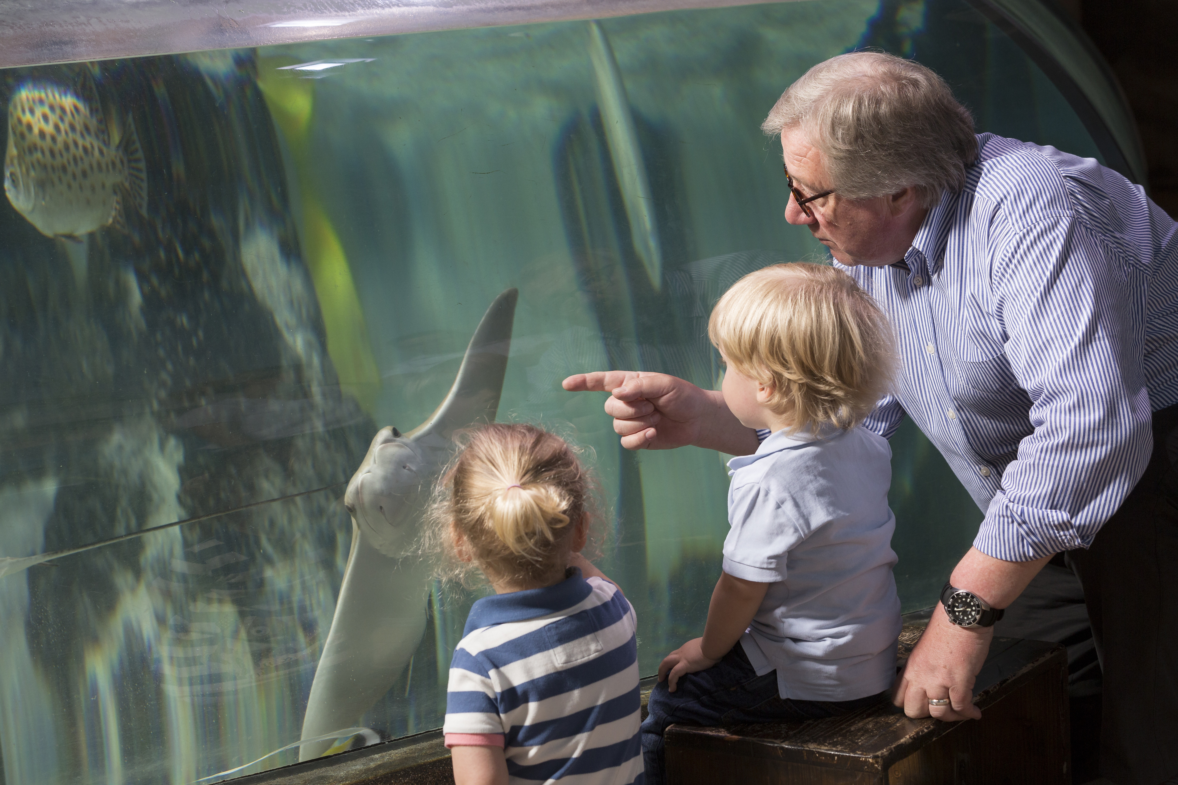 Grandparent and children watching the Cownose Rays in SEA LIFE aquarium