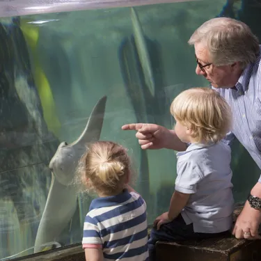 Grandparent and children watching the Cownose Rays in SEA LIFE aquarium