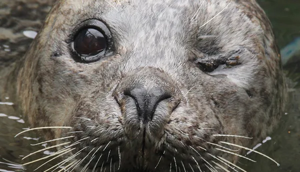 Baby Seal
