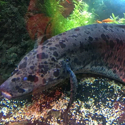West African Lungfish