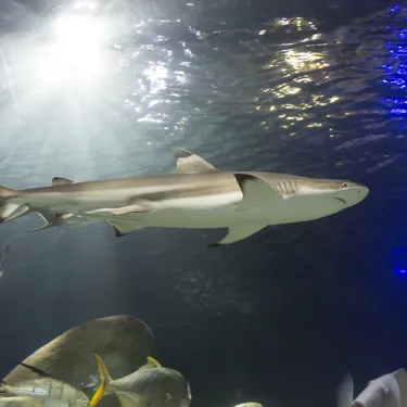 Blacktip Reef Shark