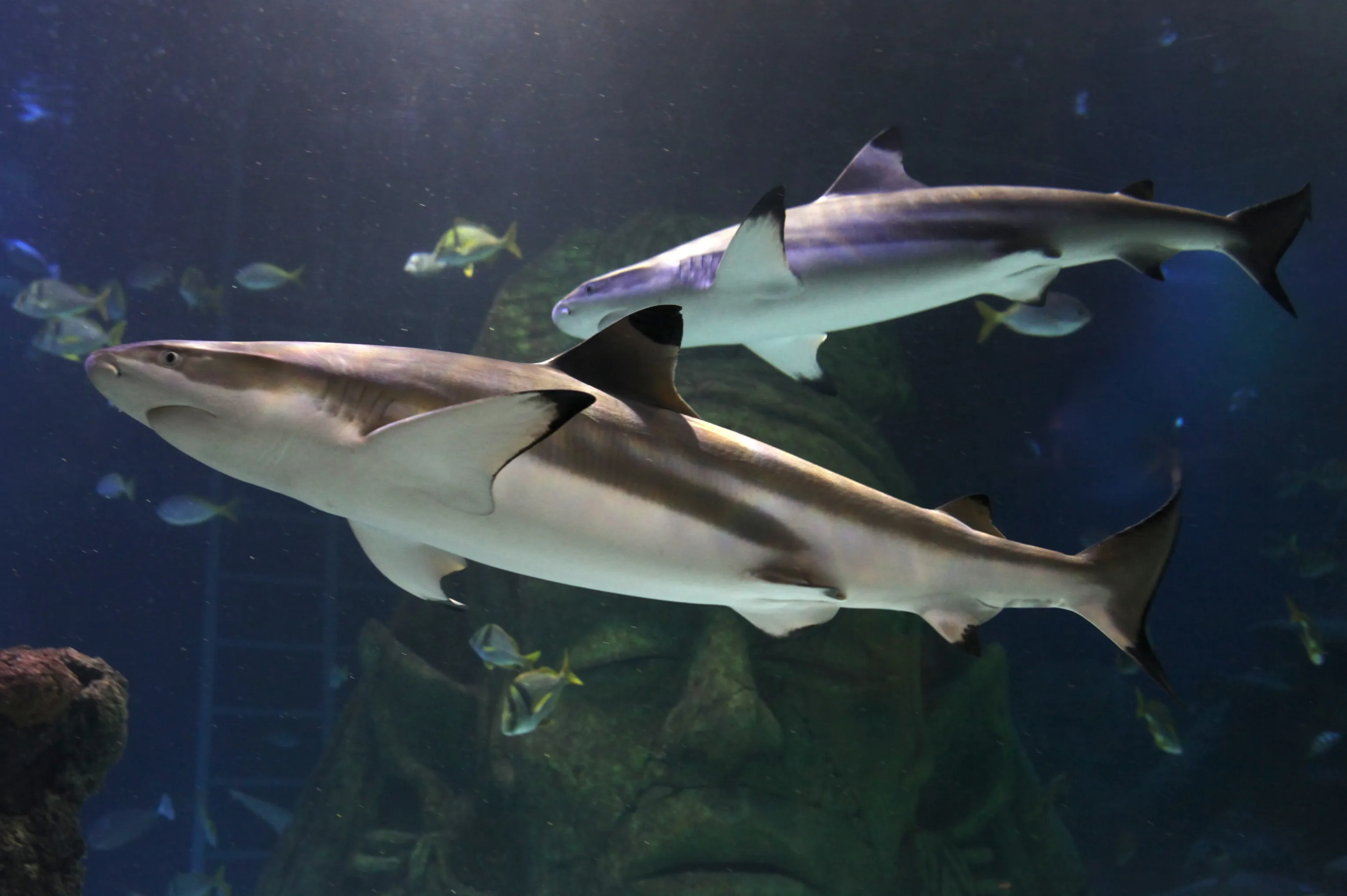 Blacktip Sharks at SEA LIFE Manchester