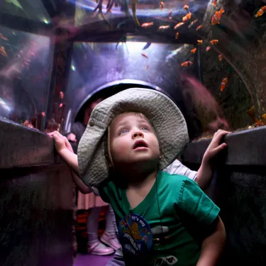 Boys Walking Through The Ocean Tunnel at SEA LIFE