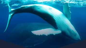 Immotion Virtual Reality Humpbacks B