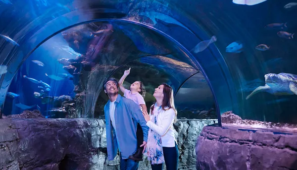 Family Ocean Tunnel