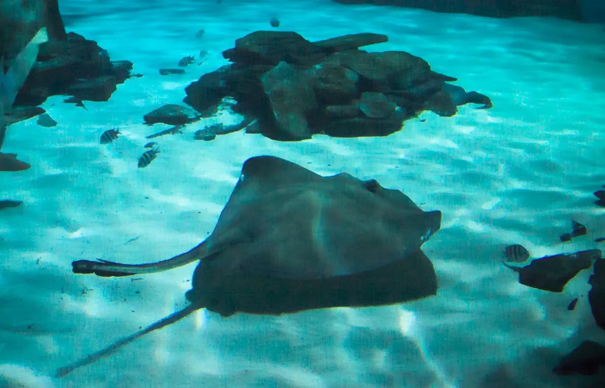 Southern Stingray