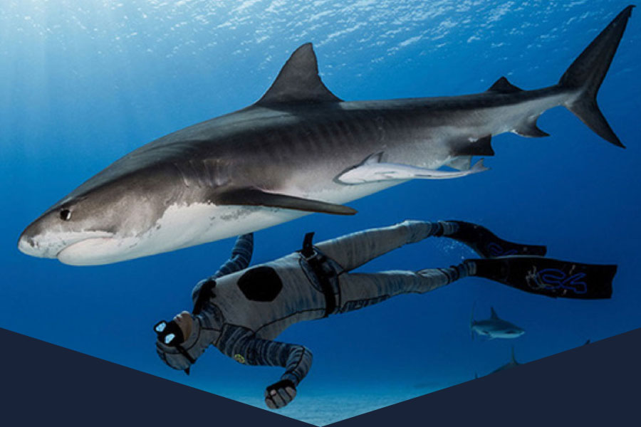 Shark Dive VR Experience at SEA LIFE Manchester aquarium