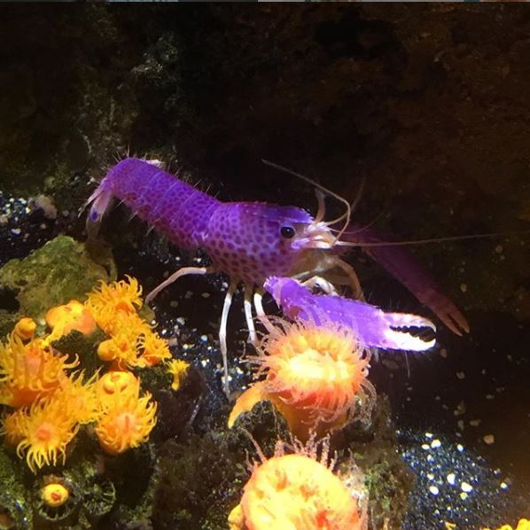 Debelius Reef Lobster at SEA LIFE