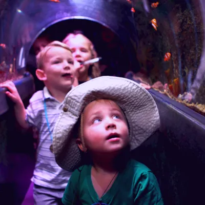 Coral Reef Tunnel at SEA LIFE