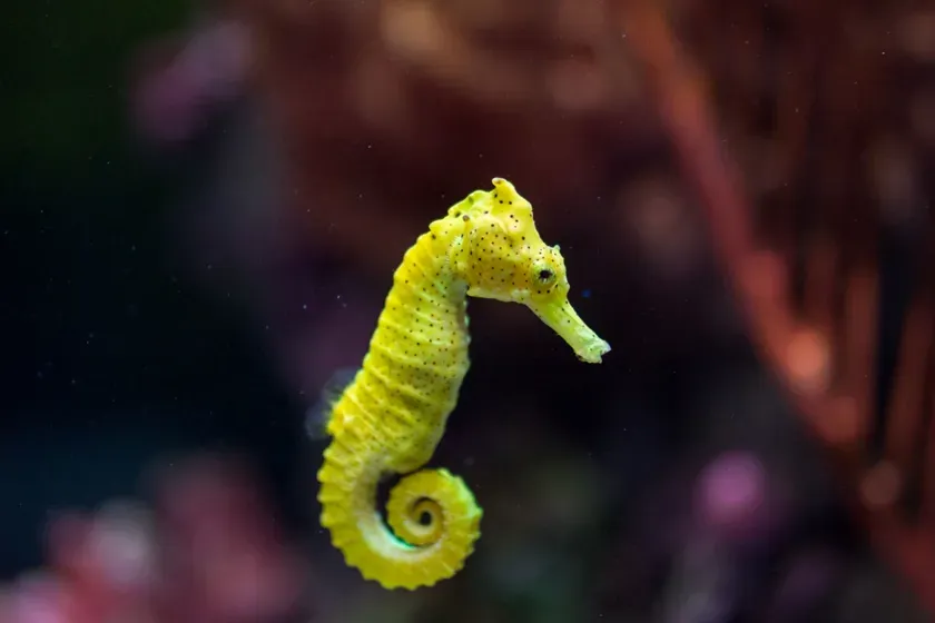 Seahorse Yellow