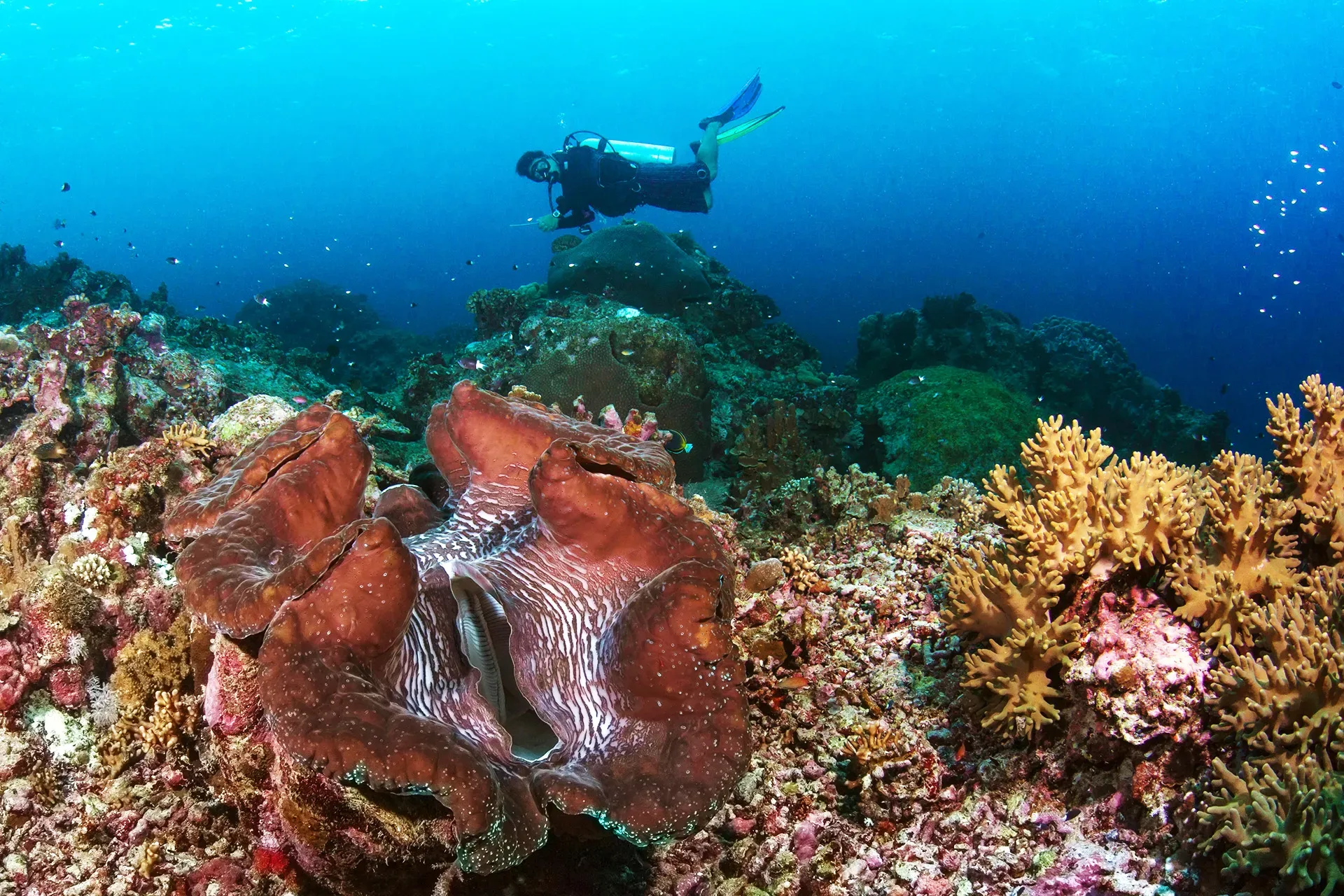 Giant Clam EJDPRB (1)