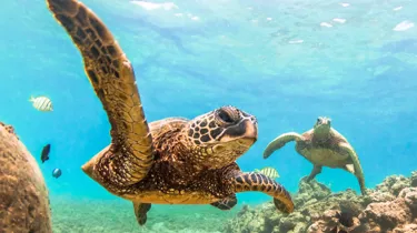Pacific Ocean of Hawaii Istock 518533868 (schools use only)