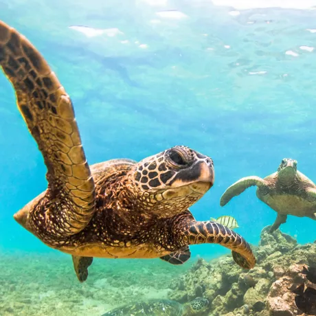 Pacific Ocean of Hawaii Istock 518533868 (schools use only)